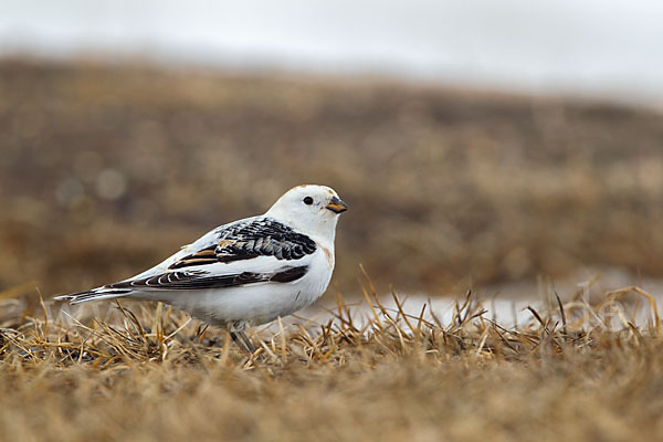 Schneeammer (Plectrophenax nivalis)