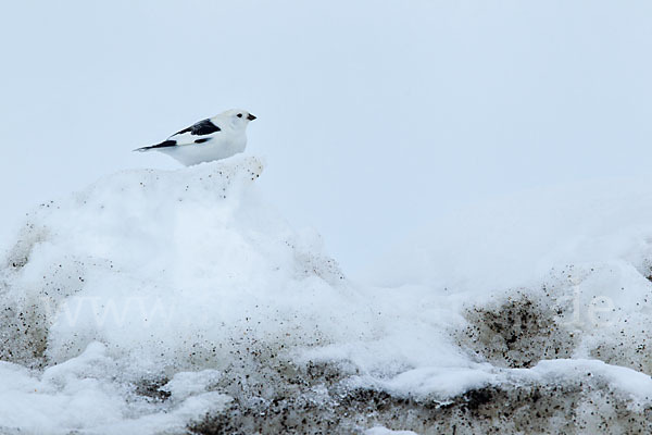 Schneeammer (Plectrophenax nivalis)