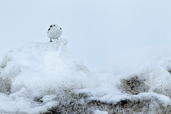 Schneeammer (Plectrophenax nivalis)