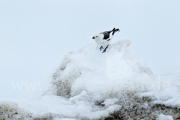 Schneeammer (Plectrophenax nivalis)