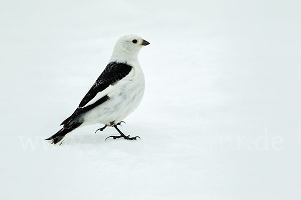 Schneeammer (Plectrophenax nivalis)