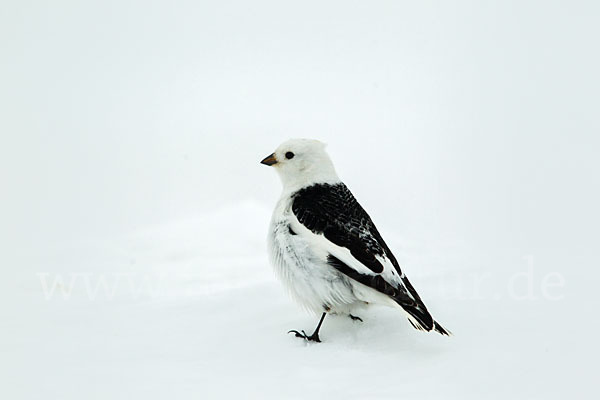 Schneeammer (Plectrophenax nivalis)