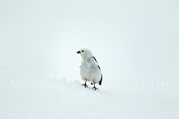 Schneeammer (Plectrophenax nivalis)