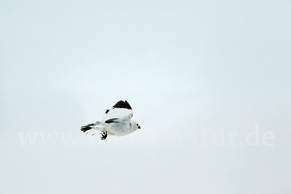 Schneeammer (Plectrophenax nivalis)