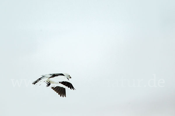 Schneeammer (Plectrophenax nivalis)