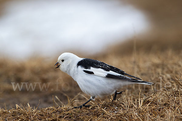 Schneeammer (Plectrophenax nivalis)