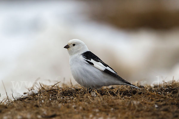 Schneeammer (Plectrophenax nivalis)