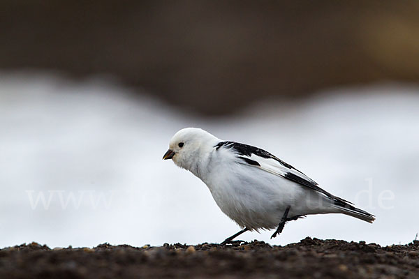 Schneeammer (Plectrophenax nivalis)