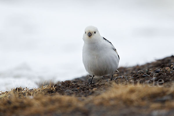 Schneeammer (Plectrophenax nivalis)