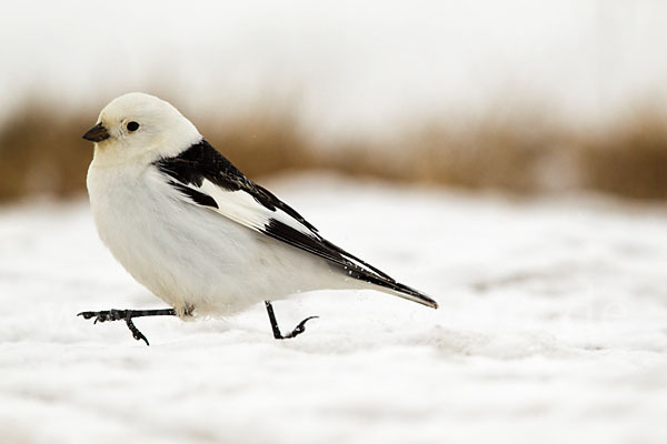 Schneeammer (Plectrophenax nivalis)