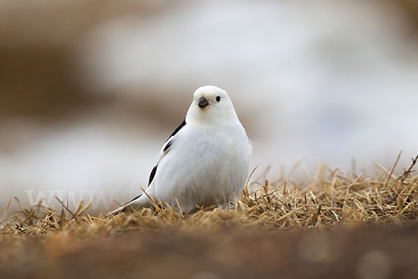 Schneeammer (Plectrophenax nivalis)