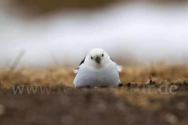 Schneeammer (Plectrophenax nivalis)