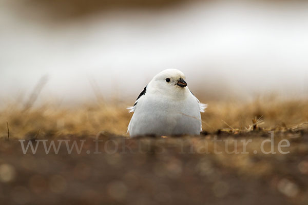 Schneeammer (Plectrophenax nivalis)