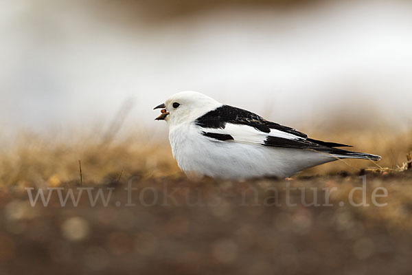 Schneeammer (Plectrophenax nivalis)