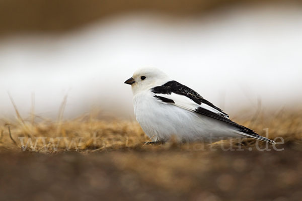 Schneeammer (Plectrophenax nivalis)