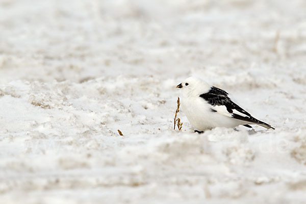 Schneeammer (Plectrophenax nivalis)