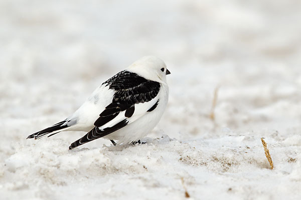 Schneeammer (Plectrophenax nivalis)