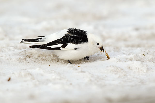 Schneeammer (Plectrophenax nivalis)