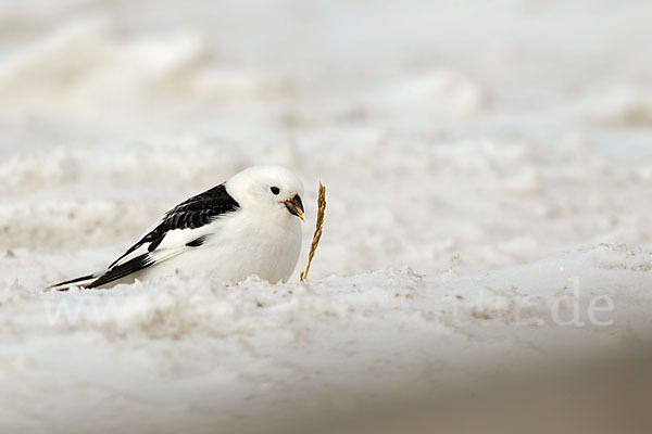 Schneeammer (Plectrophenax nivalis)