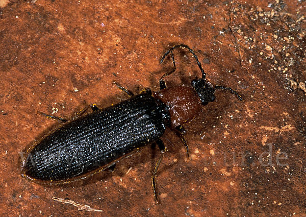 Schnellkäfer spec.1 (Denticollis linearis)