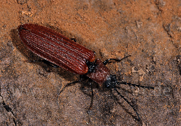 Schnellkäfer spec.2 (Denticollis rubens)