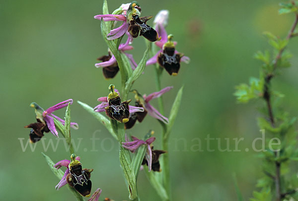 Schnepfen-Ragwurz (Ophrys scolopax)