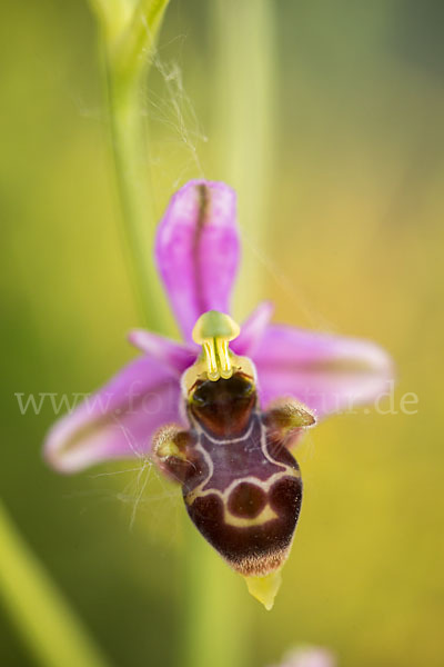 Schnepfen-Ragwurz (Ophrys scolopax)