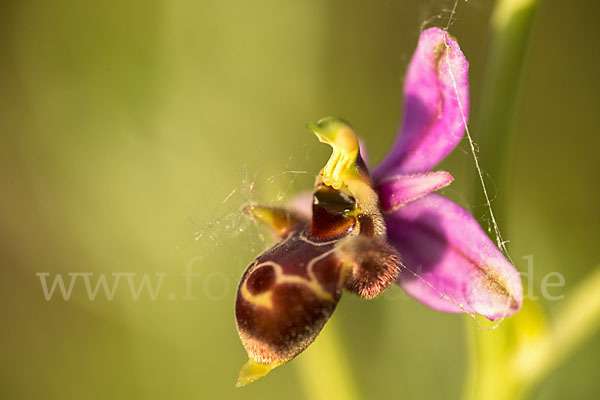 Schnepfen-Ragwurz (Ophrys scolopax)