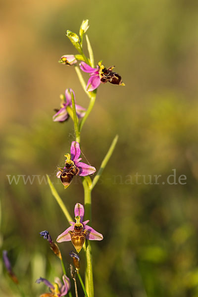 Schnepfen-Ragwurz (Ophrys scolopax)