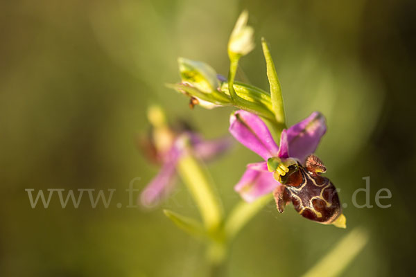 Schnepfen-Ragwurz (Ophrys scolopax)