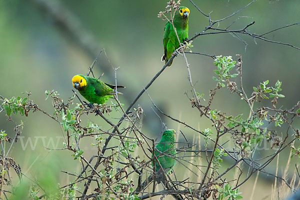 Schoapapagei (Poicephalus flavifrons)