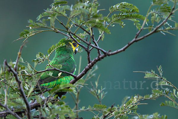 Schoapapagei (Poicephalus flavifrons)