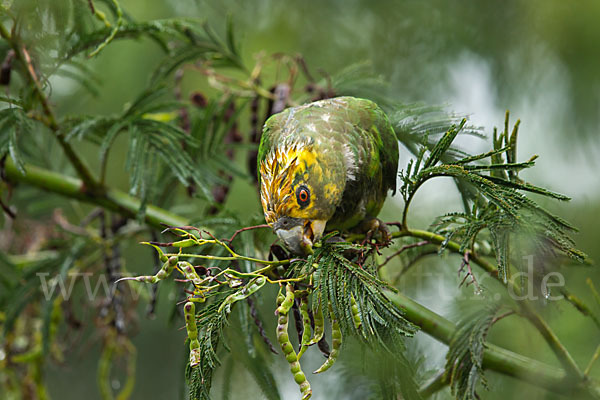 Schoapapagei (Poicephalus flavifrons)