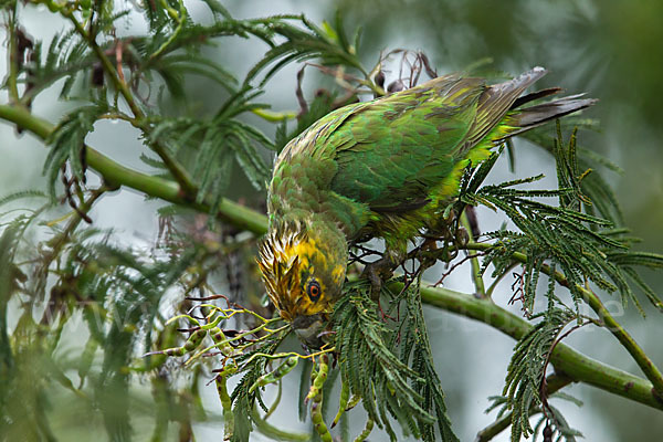 Schoapapagei (Poicephalus flavifrons)