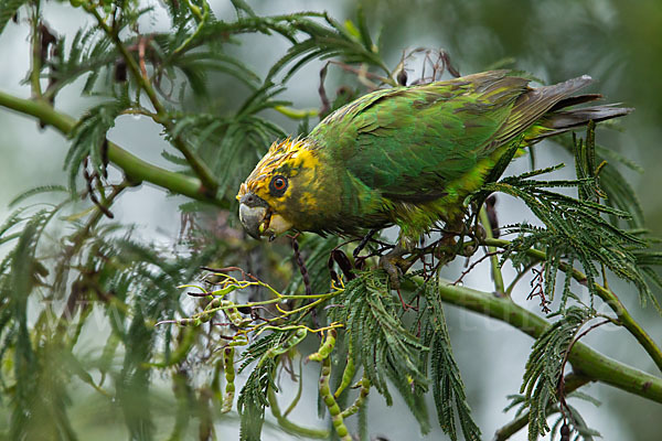 Schoapapagei (Poicephalus flavifrons)