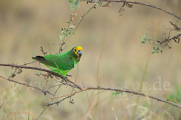 Schoapapagei (Poicephalus flavifrons)