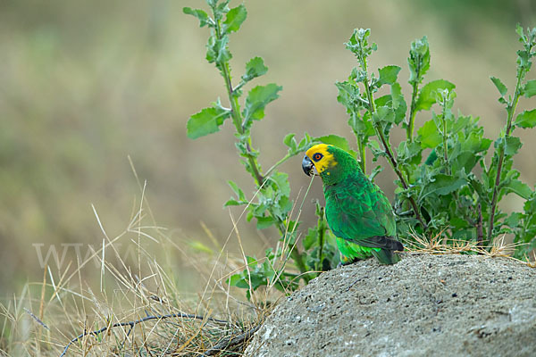 Schoapapagei (Poicephalus flavifrons)