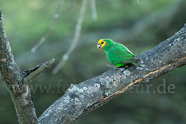 Schoapapagei (Poicephalus flavifrons)