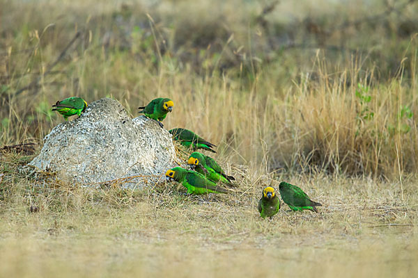 Schoapapagei (Poicephalus flavifrons)