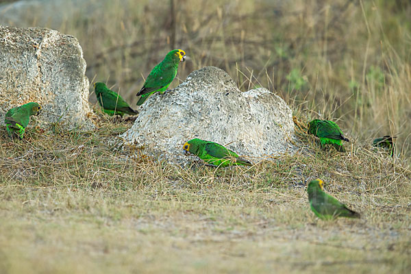 Schoapapagei (Poicephalus flavifrons)