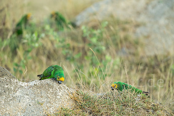 Schoapapagei (Poicephalus flavifrons)