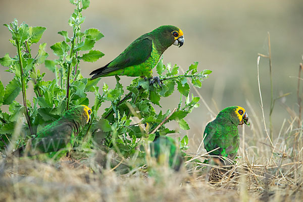 Schoapapagei (Poicephalus flavifrons)