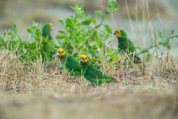 Schoapapagei (Poicephalus flavifrons)