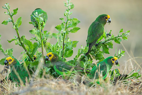 Schoapapagei (Poicephalus flavifrons)