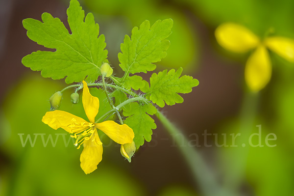 Schöllkraut (Chelidonium majus)