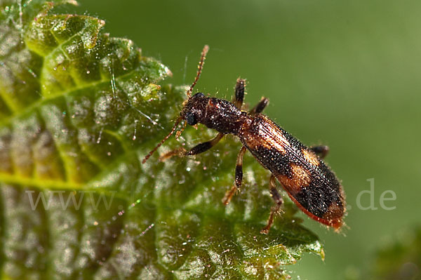 Schöner Buntkäfer (Opilo mollis)