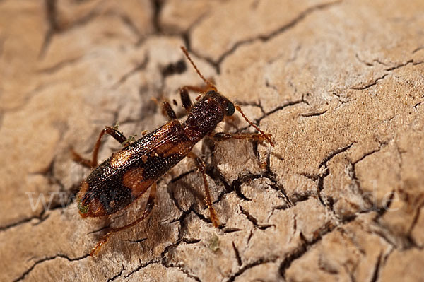 Schöner Buntkäfer (Opilo mollis)