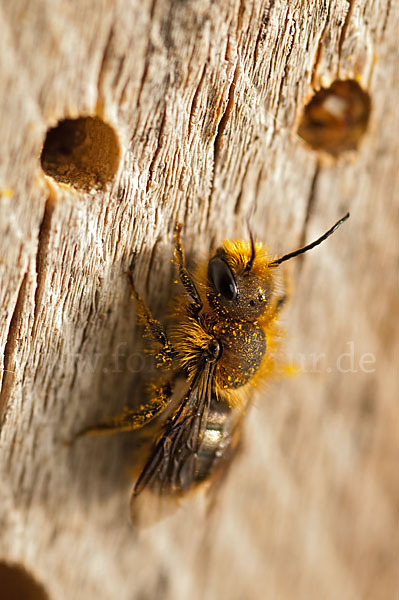 Schöterich-Mauerbiene (Osmia brevicornis)