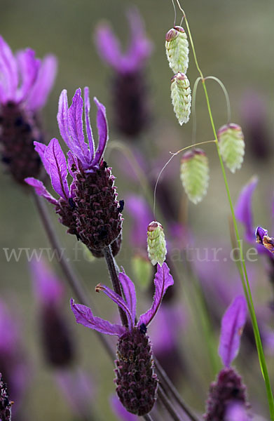 Schopf-Lavendel (Lavandula stoechas)