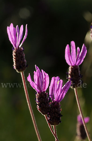 Schopf-Lavendel (Lavandula stoechas)